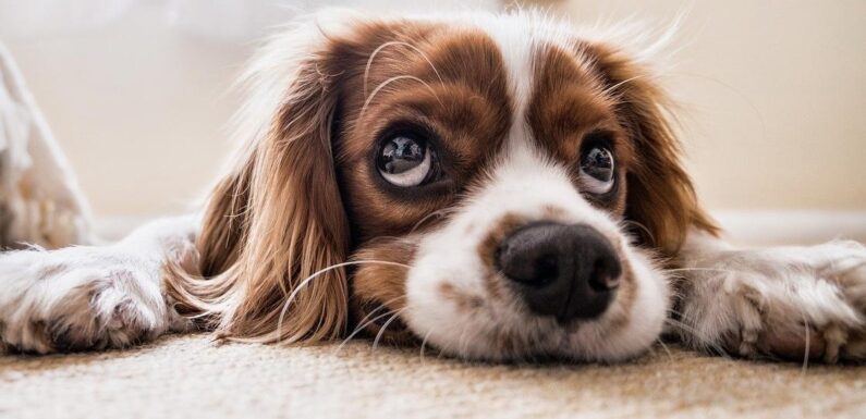 Лишай у собак: лечение и рекомендации ветеринаров