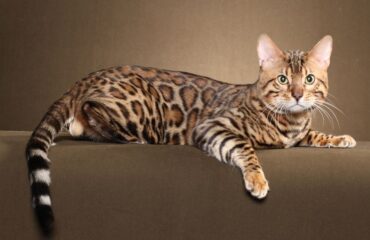 Бенгальская кошка - домашняя порода с диким окрасом