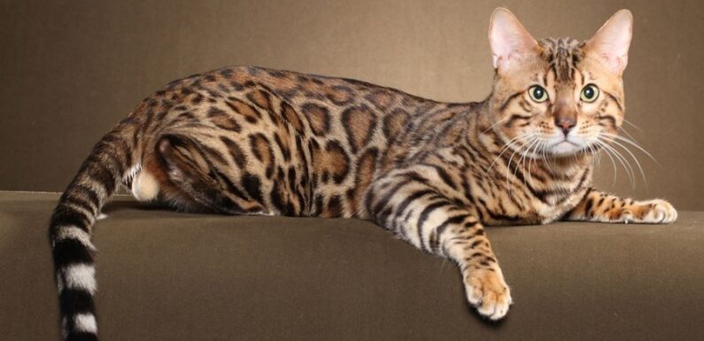 Бенгальская кошка — домашняя порода с диким окрасом