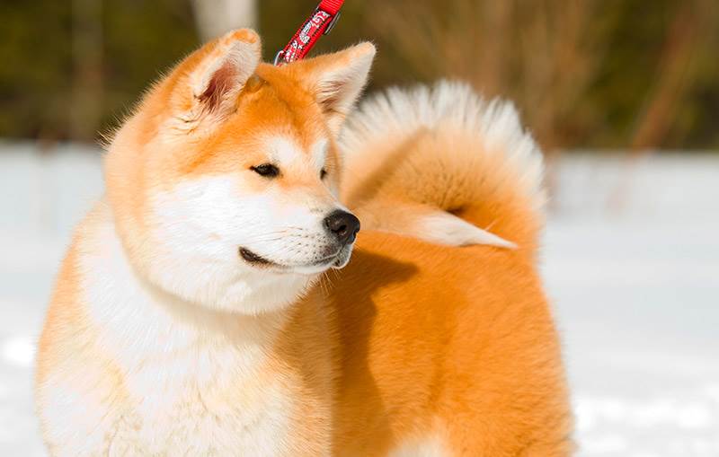 Акита-ину: описание породы, фото и уход за собакой 2