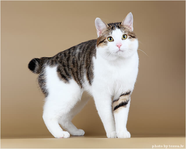 Бобтейл - описание породы кошек и фото питомцев 2 бобтейл