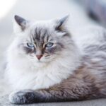 Невская шотландская кошка: характер и питание породы 9 Золотая шиншилла