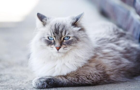 Невская шотландская кошка: характер и питание породы