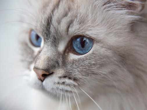 Невская шотландская кошка: характер и питание породы 1