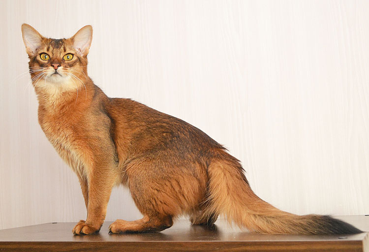 Полудлинношерстные кошки: радуга пород 7 кошки
