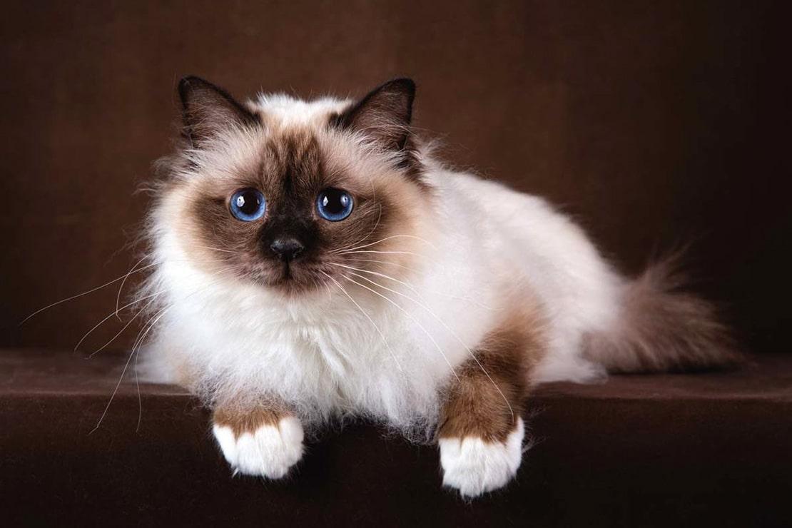 Бирманская кошка: описание породы, фото и уход 2 порода кошек