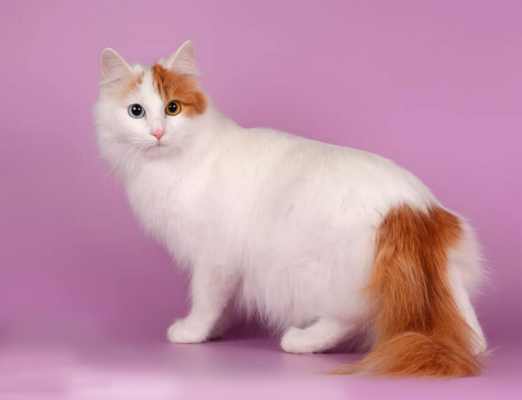 Полудлинношерстные кошки: радуга пород 3 кошки