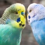 Ухаживаем за волнистым попугаем: в помощь начинающему хозяину 15 черно белое
