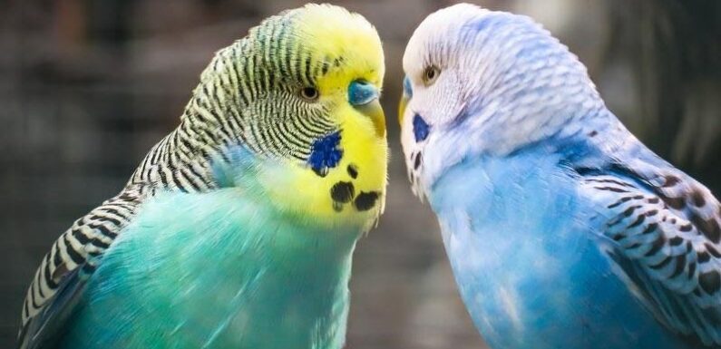 Ухаживаем за волнистым попугаем: в помощь начинающему хозяину