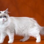 Невская маскарадная кошка: описание породы и фото 5 Золотая шиншилла