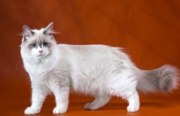 Невская маскарадная кошка: описание породы и фото