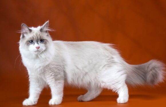 Невская маскарадная кошка: описание породы и фото