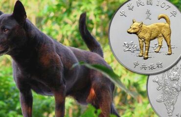 Тайваньская собака: история происхождения породы, описание и уход