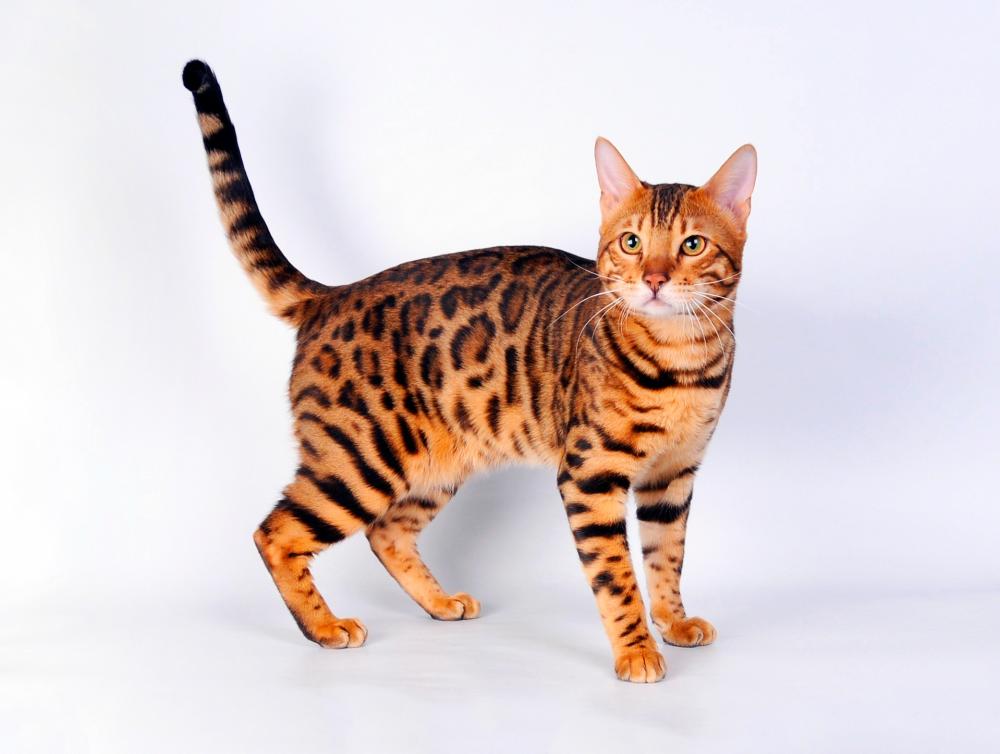Бенгальская кошка - домашняя порода с диким окрасом 2 бенгальская кошка