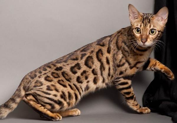 Бенгальская кошка - домашняя порода с диким окрасом 1 бенгальская кошка