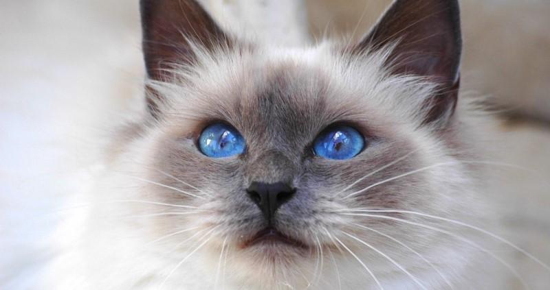 Полудлинношерстные кошки: радуга пород 1 кошки