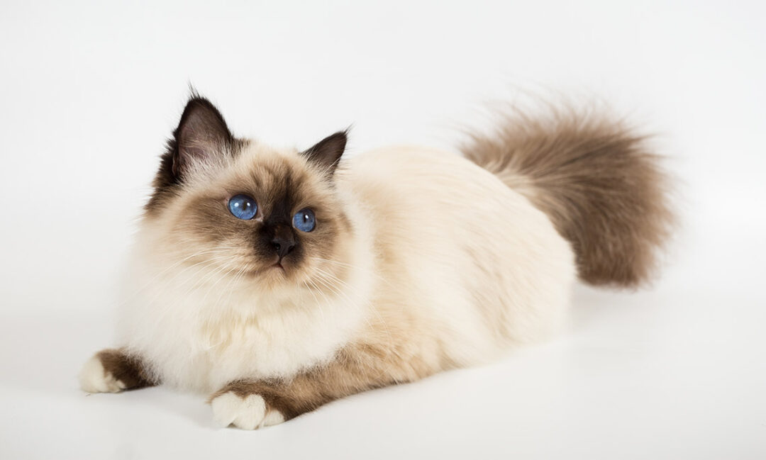 Бирманская кошка: описание породы, фото и уход 4 Бишон фризе