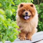 Чау-чау: описание пароды собак и уход за ней 23