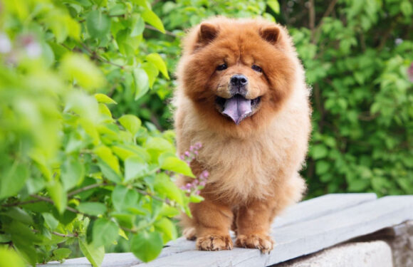 Чау-чау: описание пароды собак и уход за ней