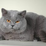 Британские кошки: описание и уход за короткошерстным британцем 8 Золотая шиншилла