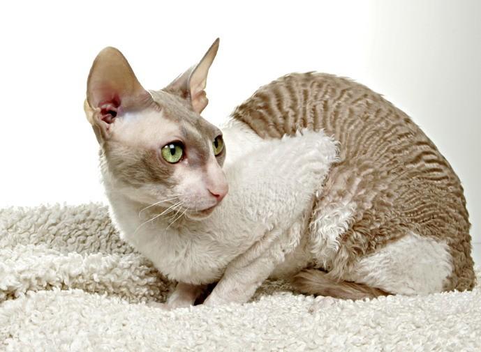 Корниш-рекс - кошка с необычной внешностью 1