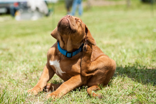 Подкожный клещ у собак (демодекоз): симптомы и лечение 2