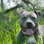 Амстафф: описание породы и уход за собакой 3