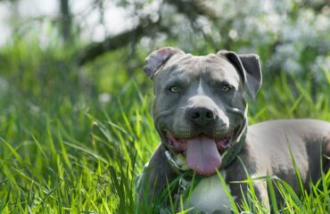 Амстафф: описание породы и уход за собакой