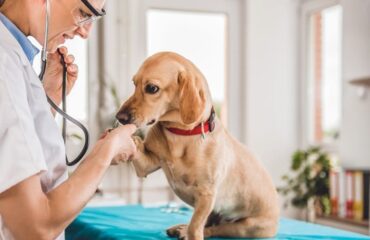 Почечная недостаточность у собак: как бороться с болезнью