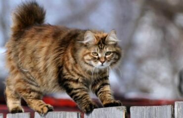Бобтейл - описание породы кошек и фото питомцев