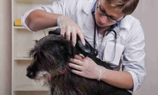 Лишай у собак: лечение и рекомендации ветеринаров 2 лишай у собак