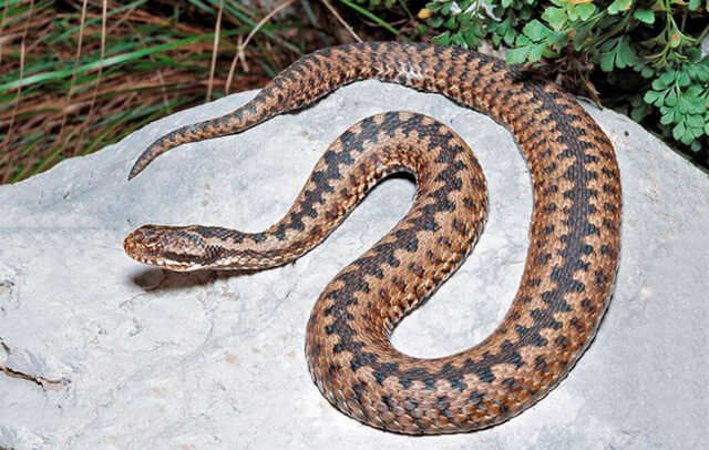 Самые опасные змеи и где они обитают 9 Самые опасные змеи