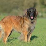 Леонбергер - почти Лев: фото и описание породы 5 собака