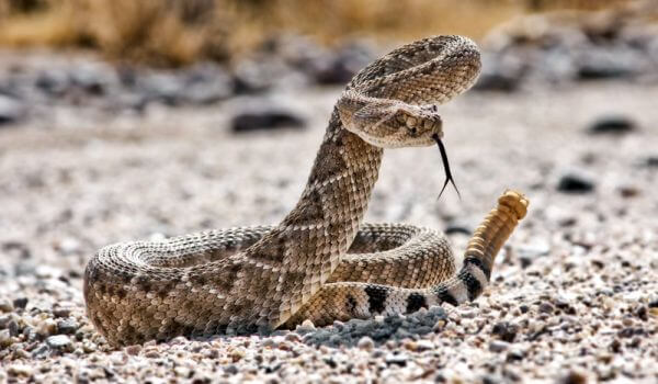 Самые опасные змеи и где они обитают 10 Самые опасные змеи