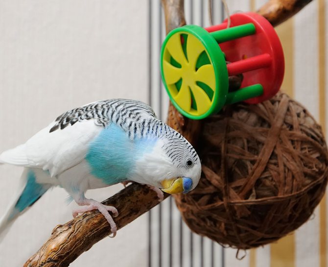Ухаживаем за волнистым попугаем: в помощь начинающему хозяину 2