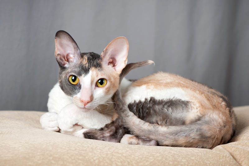 Корниш-рекс - кошка с необычной внешностью 2 рекс
