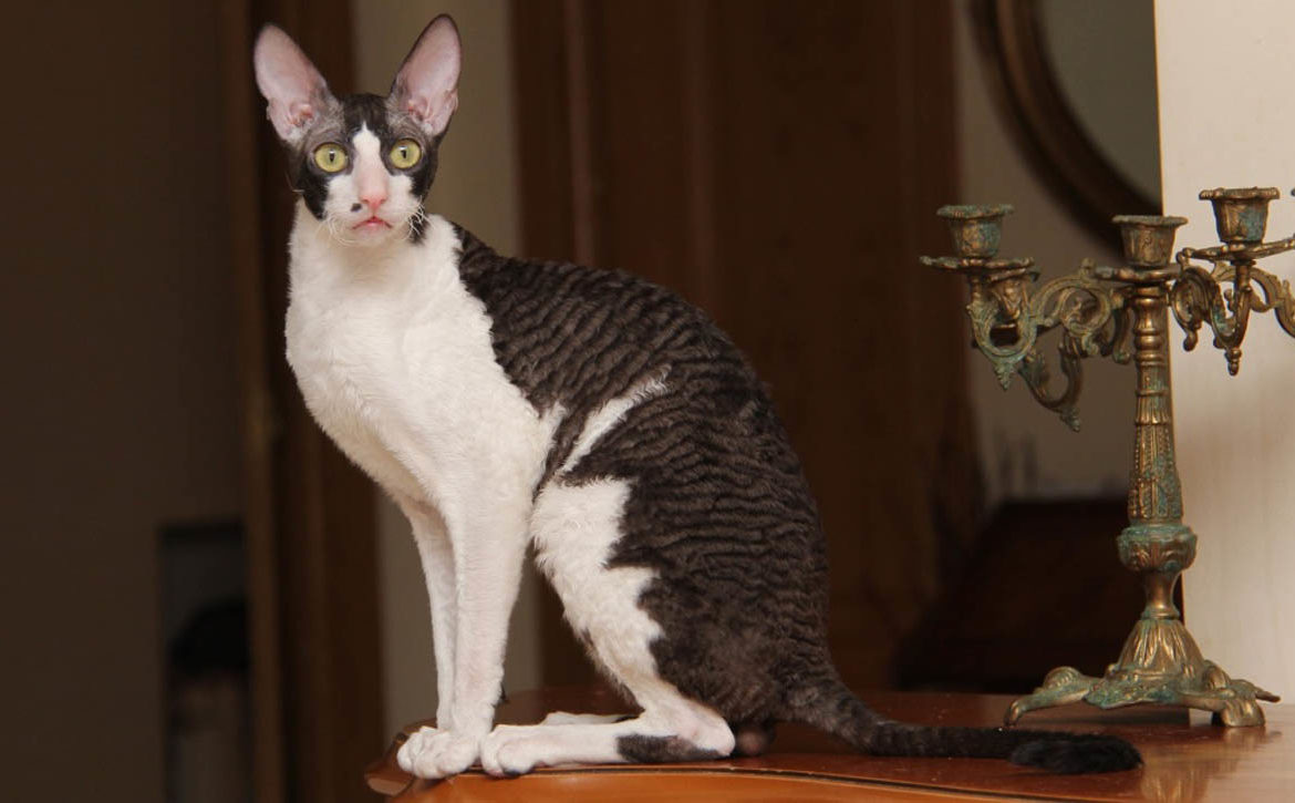 Корниш-рекс - кошка с необычной внешностью 3