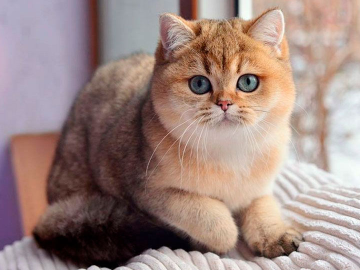 Золотистая шиншилла: описание и фото яркой рыжей породы кошек 2