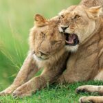 Интересные факты о львах: цари или кошки? 10 животные