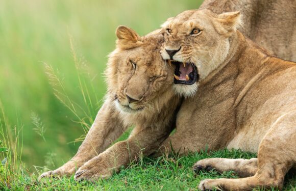 Интересные факты о львах: цари или кошки?