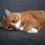 Мочекаменная болезнь у кошек: симптомы и лечение 3 сиамская кошка