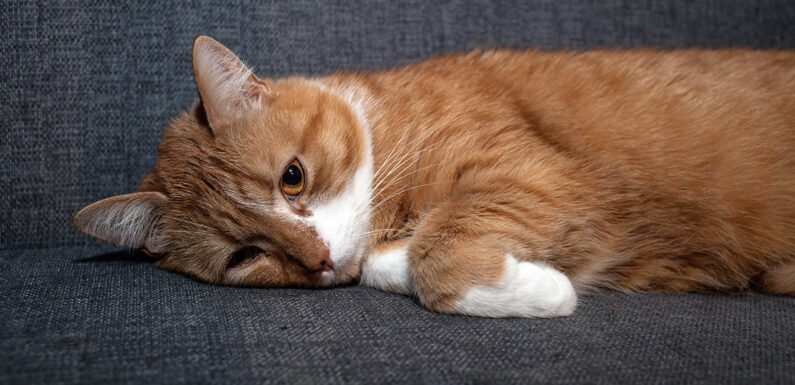 Мочекаменная болезнь у кошек: симптомы и лечение