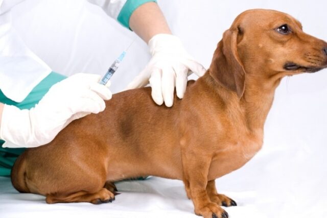 Почечная недостаточность у собак: как бороться с болезнью 1