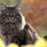 Полудлинношерстные кошки: радуга пород 6 кошки