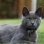 Русская голубая кошка: описание породы и фото 44