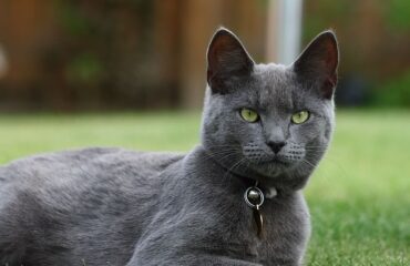 Русская голубая кошка: описание породы и фото