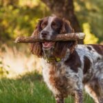 Spaniel is a kind and devoted hunter 53