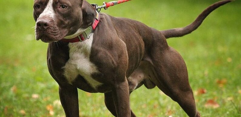 Питбультерьер: описание и фото бойцовской собаки