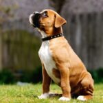 Боксер: фото и описание породы собак: немного об уходе 5