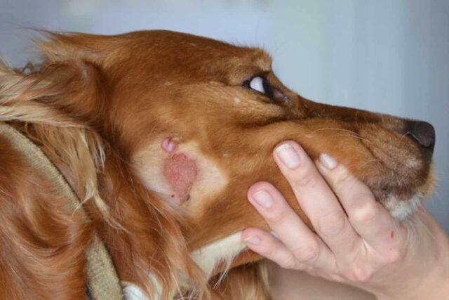 Лишай у собак: лечение и рекомендации ветеринаров 1 лишай у собак